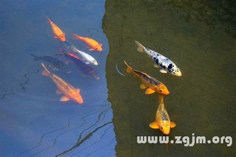 夢到大魚在游